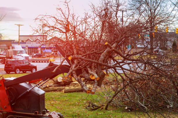 How Our Tree Care Process Works  in  Rahway, NJ