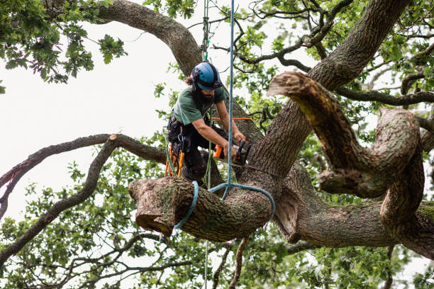 Best Tree Health Inspection  in Rahway, NJ