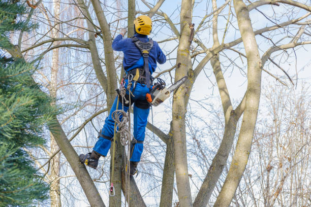 Best Utility Line Clearance  in Rahway, NJ