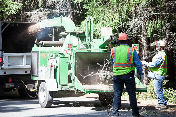 Trusted Rahway, NJ Tree Services Experts