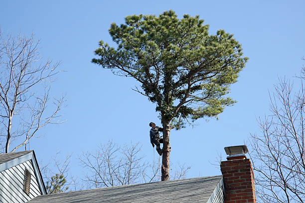 Best Seasonal Cleanup  in Rahway, NJ