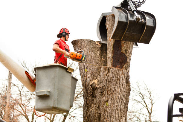 Best Utility Line Clearance  in Rahway, NJ